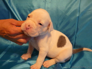 Американский бульдог-щенки #733443