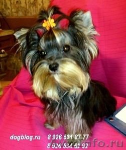 Щенки йоркширского терьера.  #579695