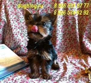 Продам йоркширского терьера. #20113