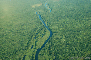 семена сосны обыкновенная сосна #901287