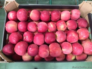 Польские яблоки осенне-зимней линейки от производителя  #1038905