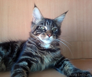 Продаются котята мейн кун #984761