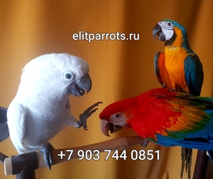  Попугаи - абсолютно ручные птенцы из питомника #820341