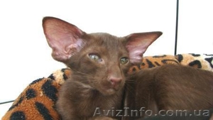 Ориентальные и сиамские котята #285681