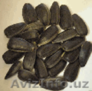 Подсолнечник товарный с доставкой в Казахстан #255668